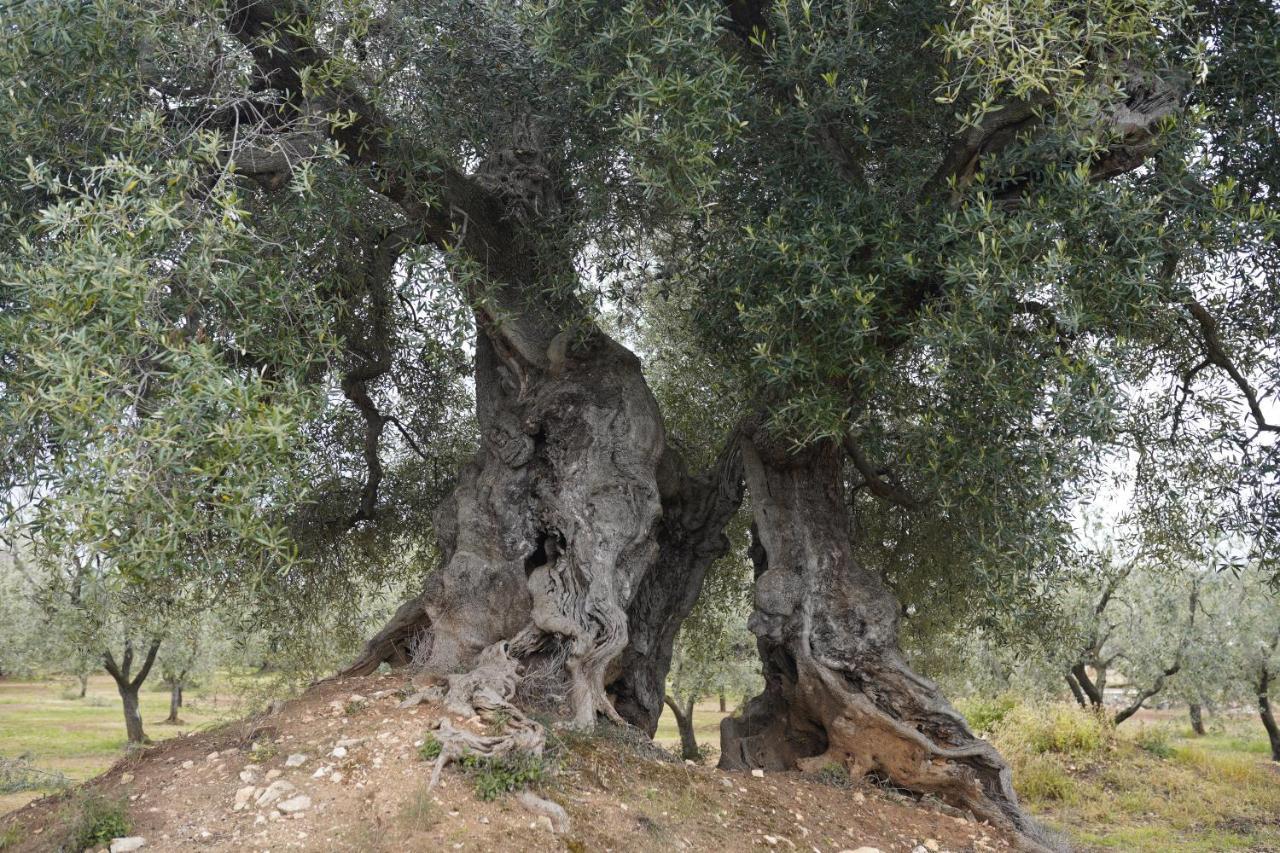 Masseria Casamassima Agriturismo Ostuni Kültér fotó