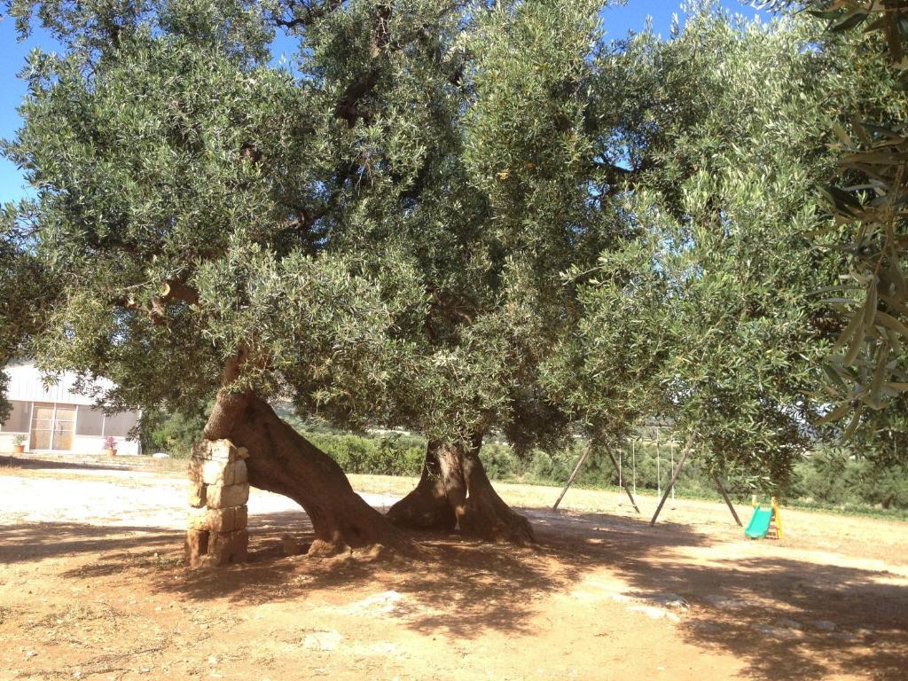 Masseria Casamassima Agriturismo Ostuni Kültér fotó